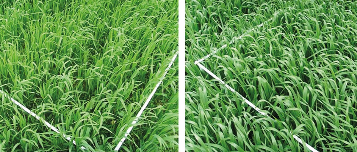 AgriIndustry's tweet photo. Improve your #farming with the Euroject #Slurry Injector! Comparing the Euroject Pro with a #SplashPlate spreader, the RH (injector) shows significant improvement on #plant density and leaf size... the grass really is greener with AIS! https://t.co/L8Cp6CUCjB https://t.co/oQBhGYUQRH