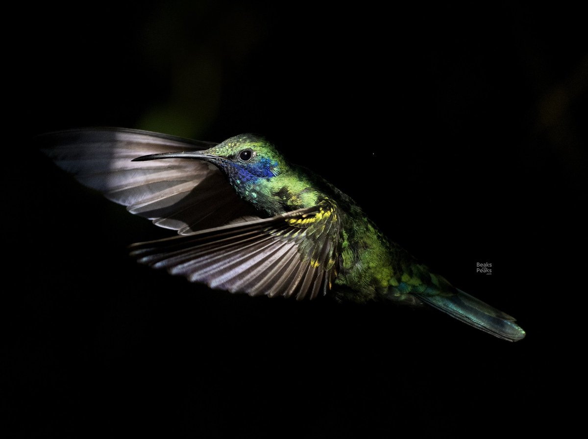 Enjoy the glistening colors of this Sparkling Violetear bursting out of the dark! Like and share beaksandpeaks.com #birdingtours #tours #birding #birdwatching #travel #tourism #ecotourism #conservation #nature #wildlife #neotropicalbirds #birdphotography #nikon