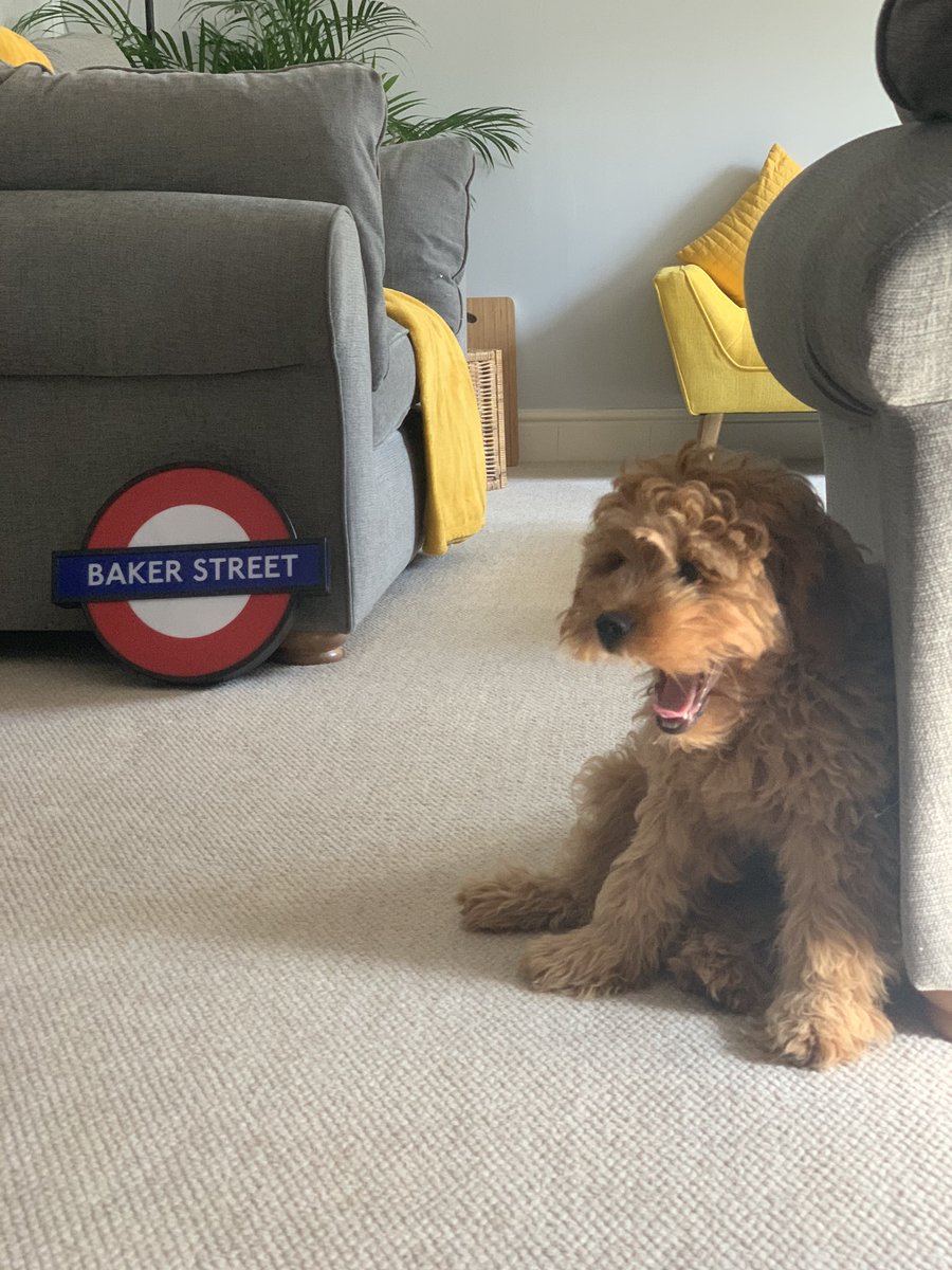 LucyAliceBourne's tweet photo. @clarecur @gavriels1 And Wes the Dog... although I can’t be sure he was able to stay awake for the later sessions... #PetsOfMSInspire  https://t.co/uPCS69tKMh https://t.co/mir317IvI5
