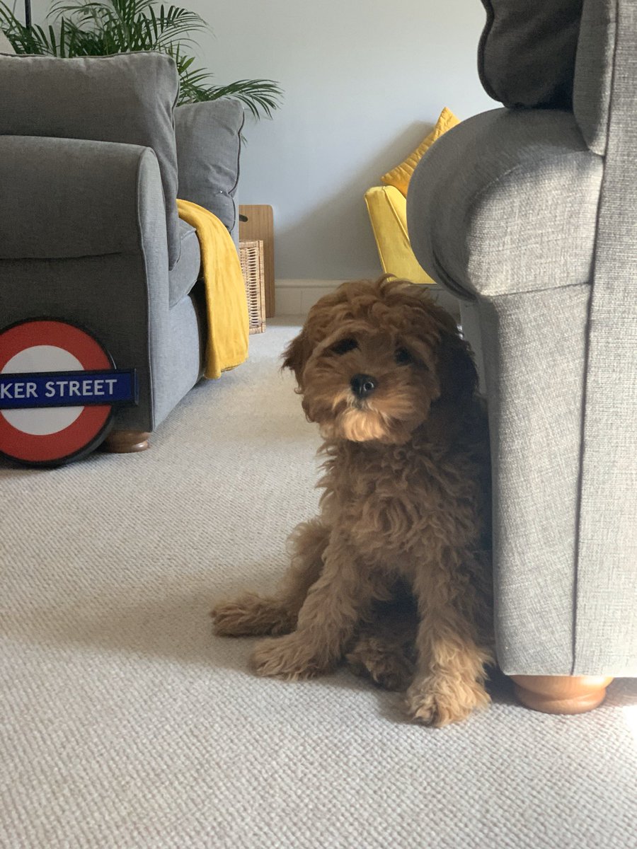 LucyAliceBourne's tweet photo. @clarecur @gavriels1 And Wes the Dog... although I can’t be sure he was able to stay awake for the later sessions... #PetsOfMSInspire  https://t.co/uPCS69tKMh https://t.co/mir317IvI5
