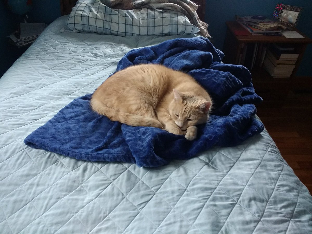 ABodeis's tweet image. I’ll love you forever, my sweet girl❤️ Be at peace.