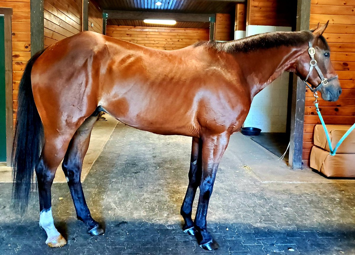 Lyrical Miracle -  veteran warrior with 87 starts, he is 9 years old, sound even barefoot, no known injuries or vices and super cute personality. He last ran in November and has just been chillaxin for the past 6 months. <a href="/nytbreeders/">NYTB</a>