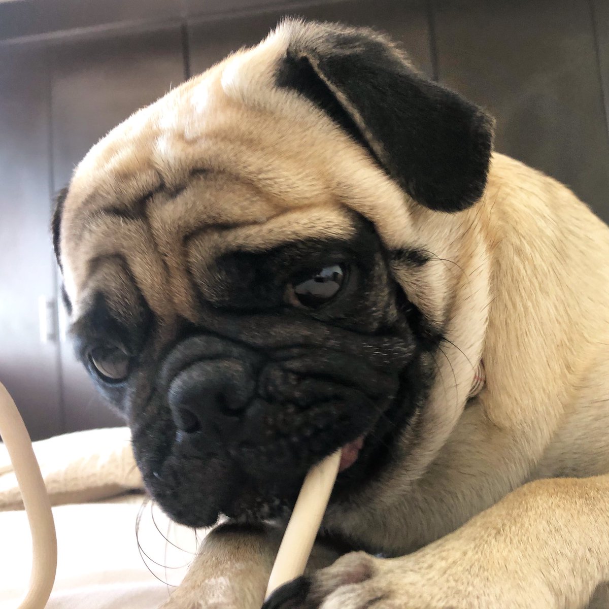 mateospug's tweet photo. Happy World Dog Day! 🐾 

#MateoThePug #3yearsold #fawnpug #pug #pugs #pugspot #pugsworld #carlino #puglife #puglove #cutepug #pugmania #puglover #pugsofmexico #pugsguanajuato #obssesedwithpugs #pugsproud #speakpug #worldofpugs #pugbasement #completelypug #pugsofinstagram https://t.co/xQtdrYgxSv