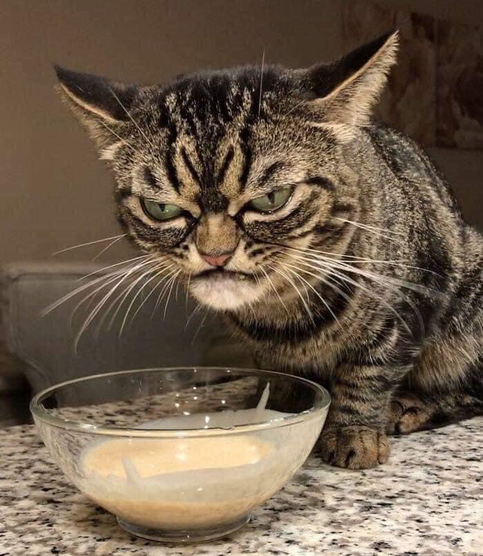iloveanimaisof's tweet photo. “Você é uma pessoa muito humorada?” https://t.co/MwzsjAH9O0