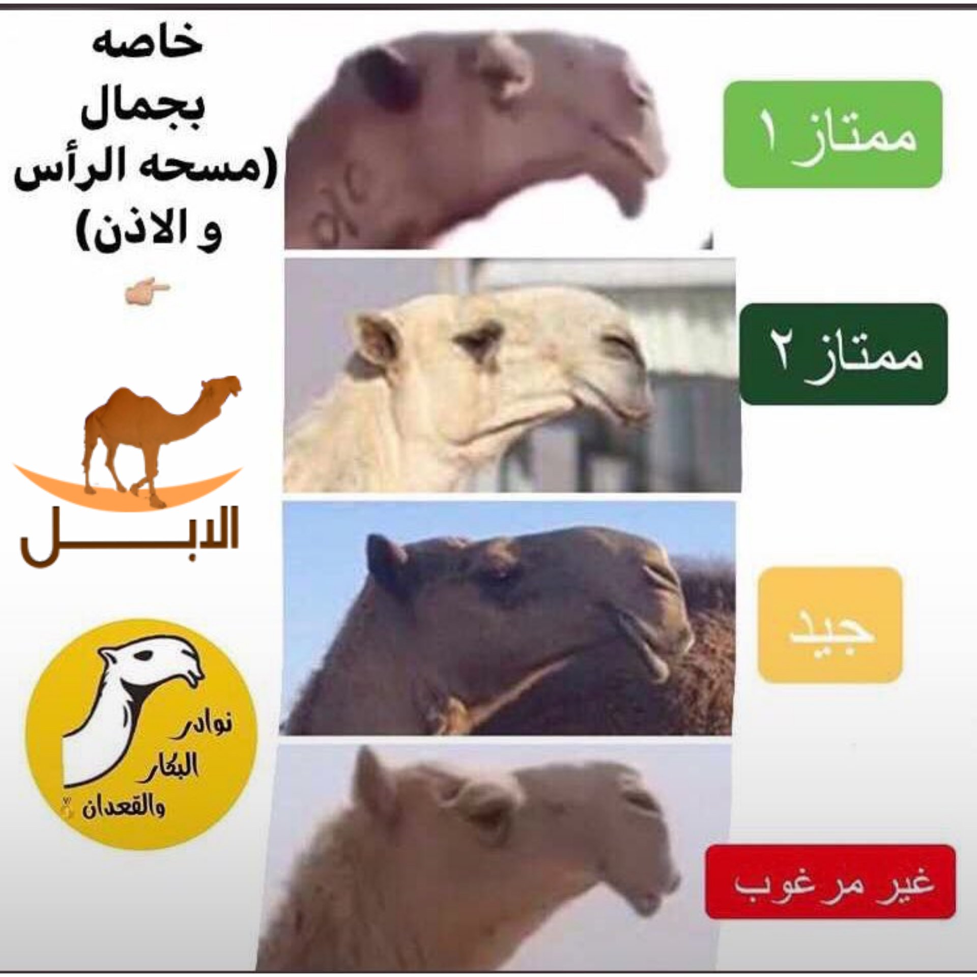 عبدالسلام السلمان on twitter alapelcom kssm1388 ضاعت أصول الابل العربية ودخلها التهجين بالابل الباكستانية فصار اقتناء الابل موضة واثبات للذات فقط ولايستفاد منها في دعم الأمن الغذائي الوطني بل صارت عبئ