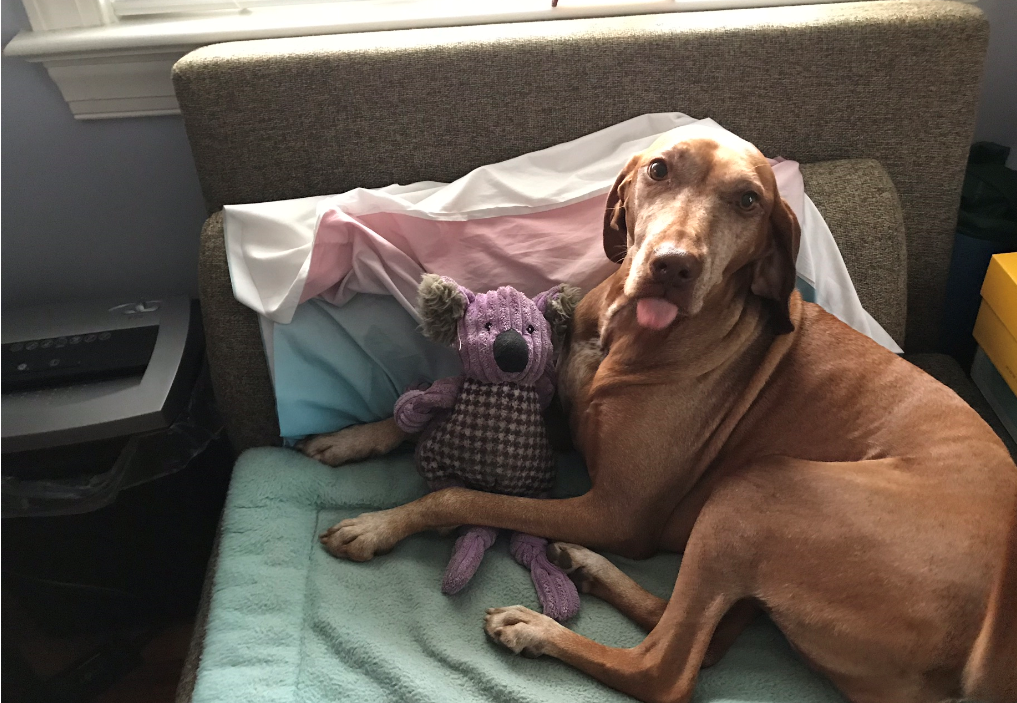 rufflisa's tweet photo. @gavriels1 I miss seeing lots of friends as well, but I think almost as hot as Vegas here near DC.  My officemate Sadie. I don't think she was quite #MSInspire 'd at the time. ;-) #PetsofMSInspire https://t.co/ZgdSdhV3ys