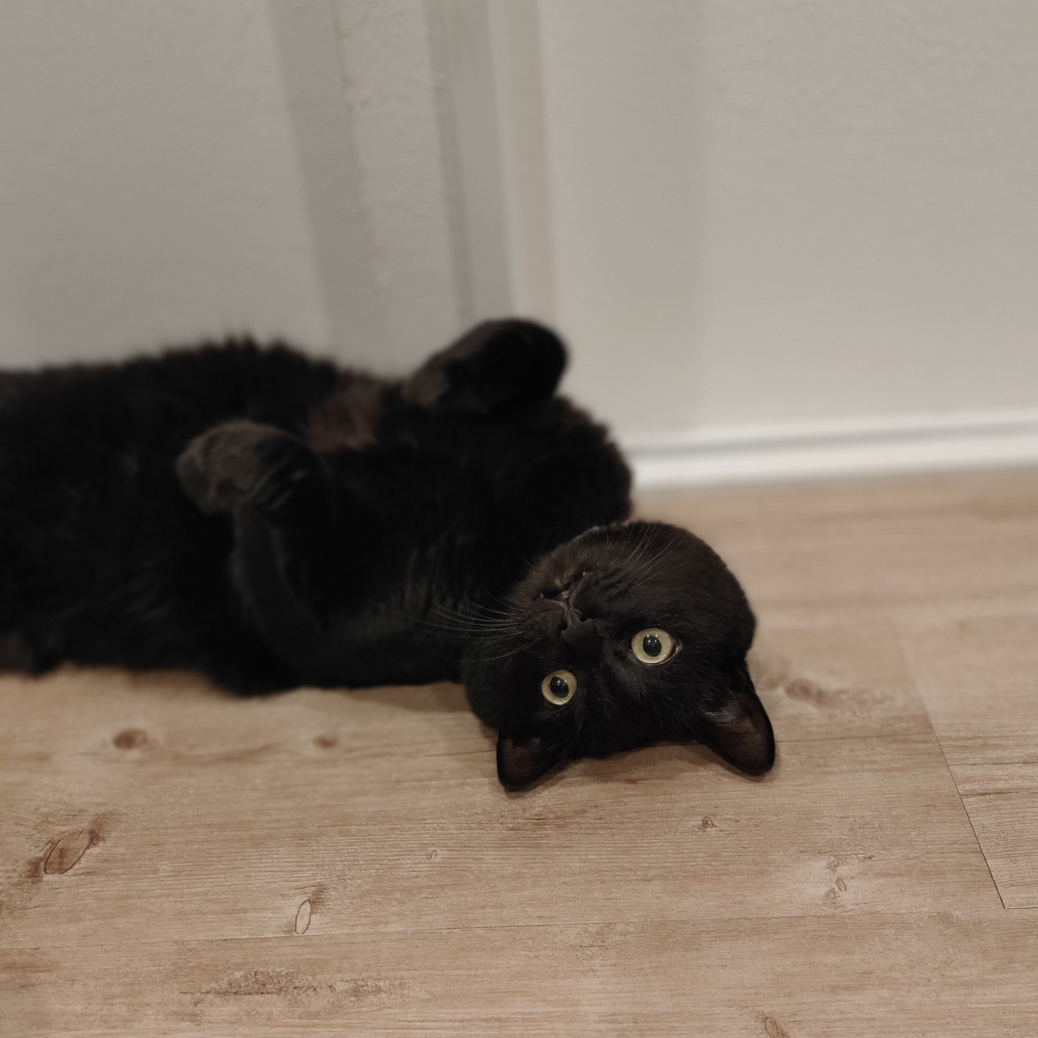 Kurosama Nekosama おはようクロ様にござい あついんですの 猫好き 猫好きさんと繋がりたい 猫のいる暮らし ねこのいる生活 黒猫 クロ様にござい くろねこ ねこ 保護猫 T Co K66tmorb3j Twitter