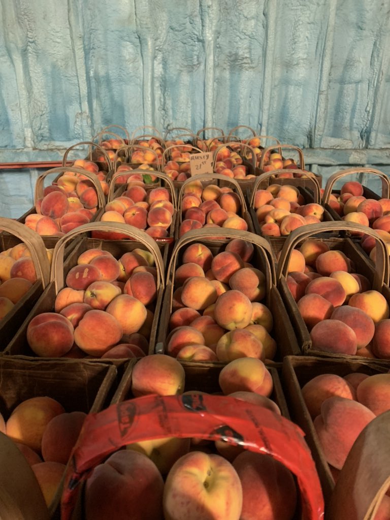 First pick Peaches are pre chilling. Nice first pick! @manitreefarms @OntTenderFruit #onAg #harvest2020