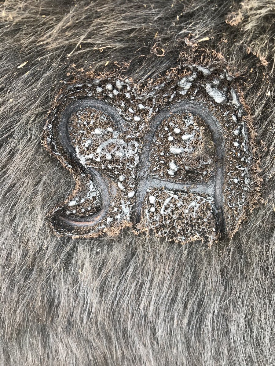 Tarde de selección Aberdeen angus