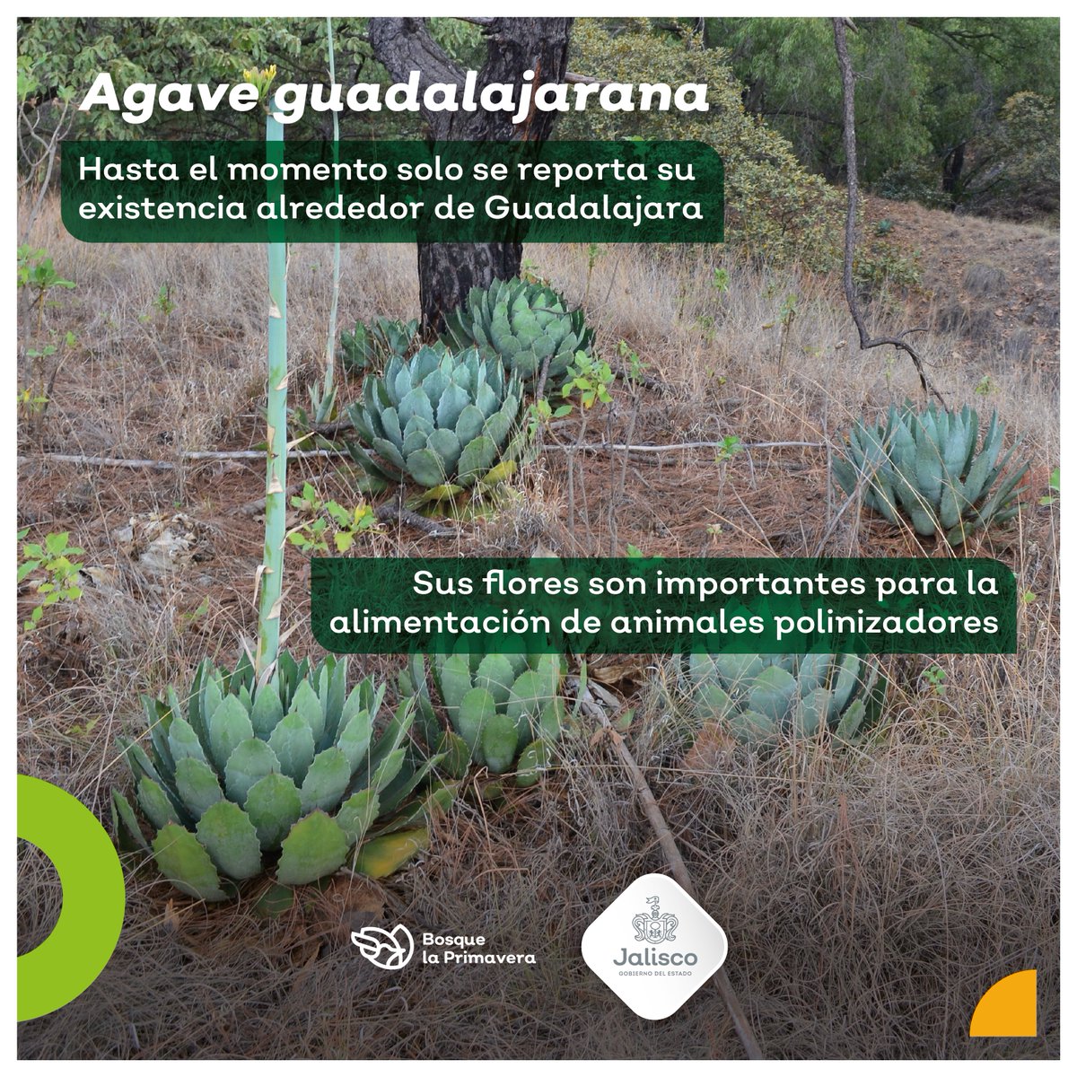 Este agave de mediano volumen es originario de Jalisco, crece sobre laderas  y rocas 🪨 que se encuentran casi puras. Posee flores de color amarillo,  las cuales sirven de alimento para polinizadores, image size:1200x1200