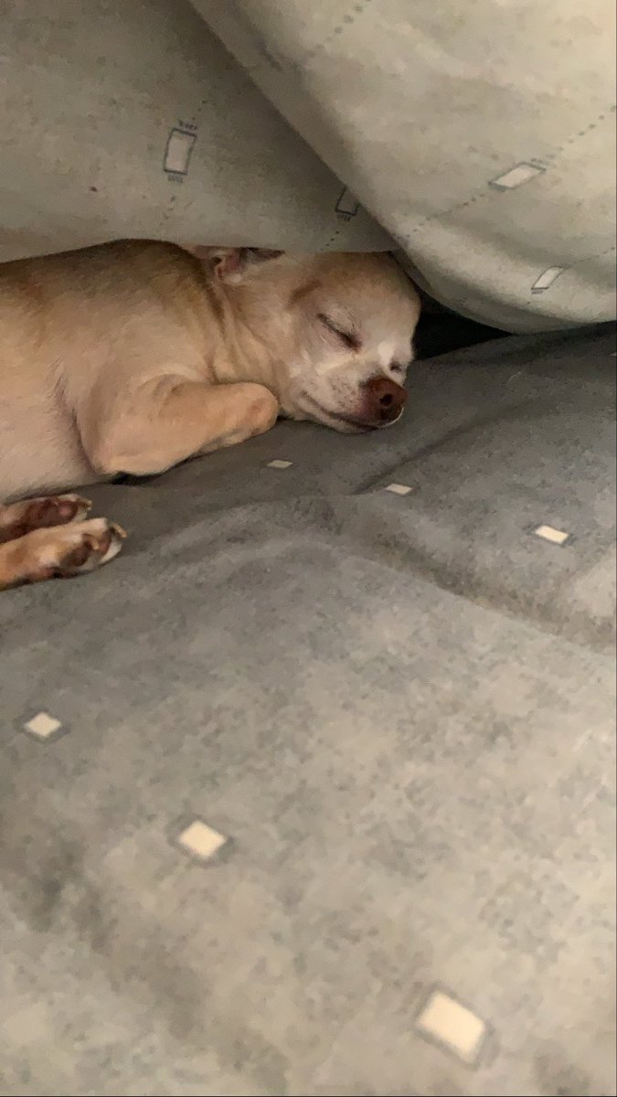 100Akshat's tweet photo. Feliz día del perrito uwu https://t.co/1lPGZ2fUC3