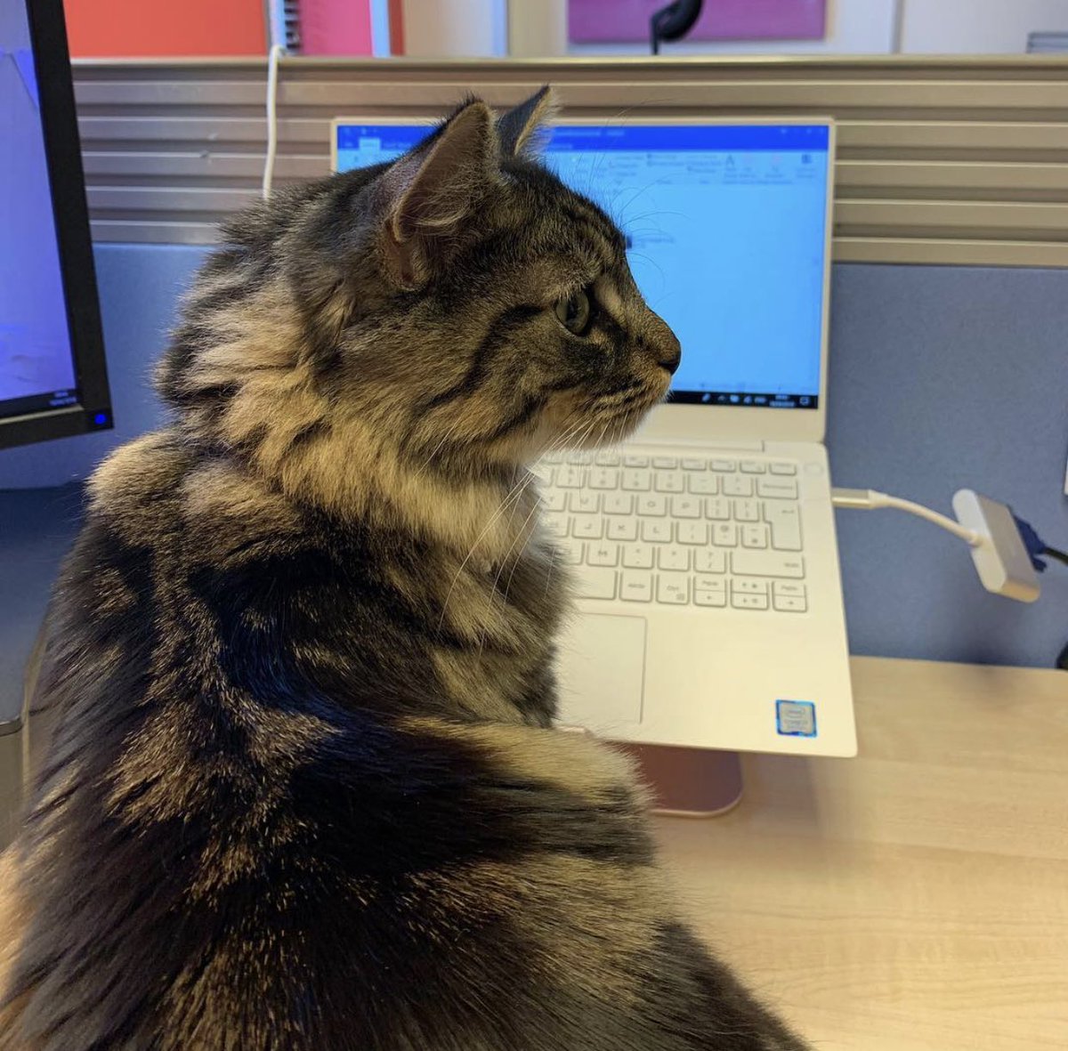 Tor_Simpson's tweet photo. @gavriels1 Here for the kittens! Archie keeping me company! #PetsofMSInspire ❤️😻 https://t.co/aXHbaOnuFF
