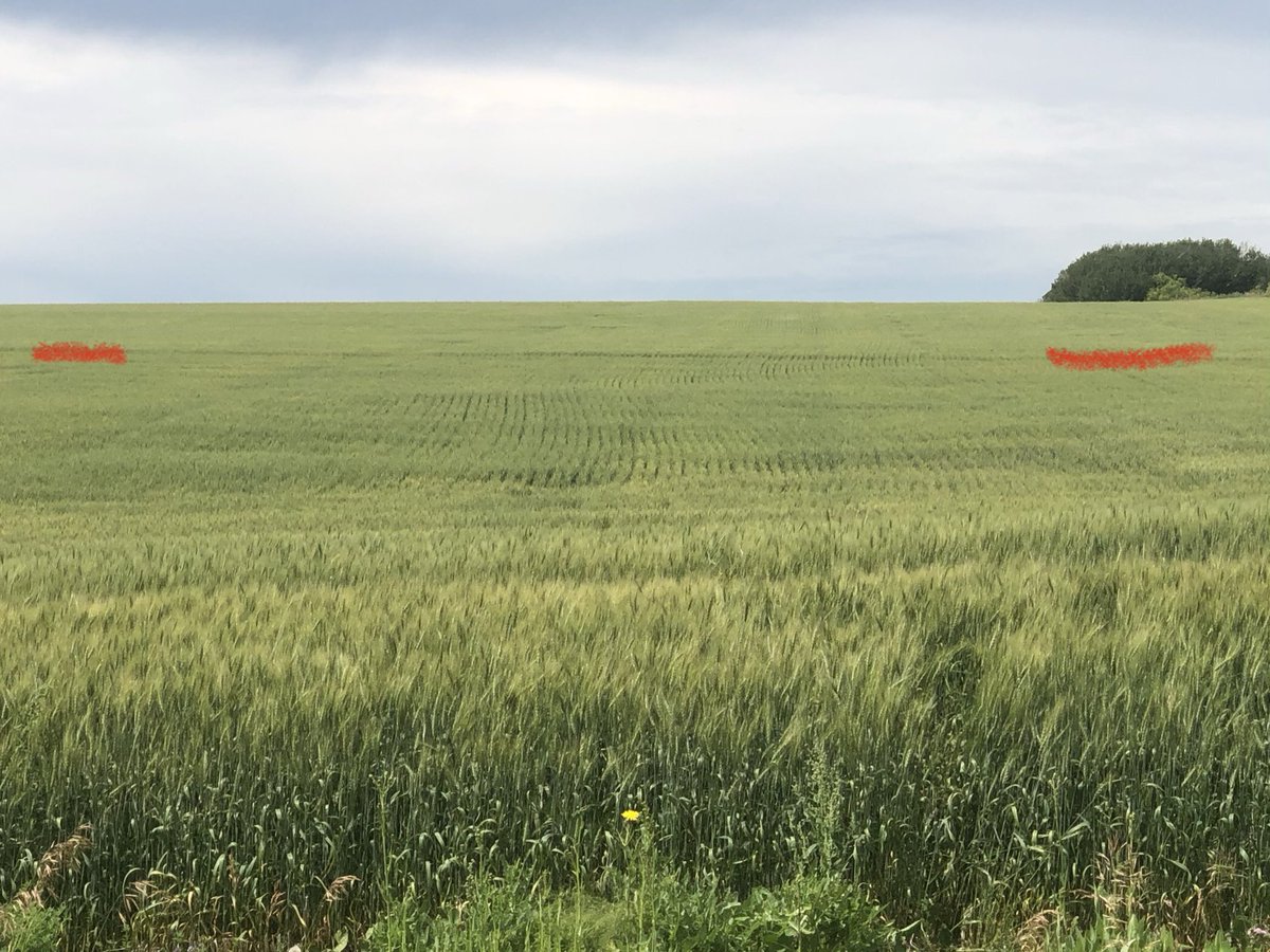 PremiumAg's tweet photo. 3rd attempt at this tweet... 🤔

#PGR #manipulator on #AACBrandon Great strategy to help with building residue issues. #agronomy https://t.co/SQsYcJ6m1A