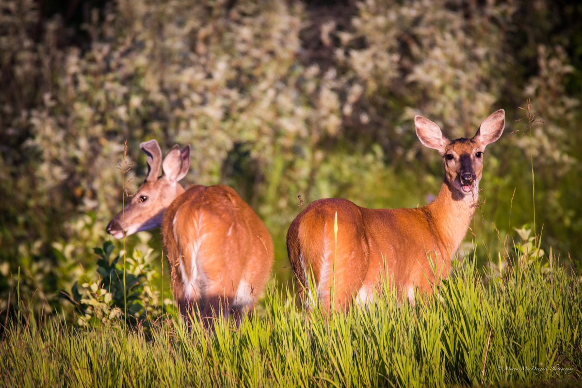 margie_macdoug's tweet photo. It was a day of the youngies in Fish Creek Park.

#nature #animals #Alberta #albertapark #calgarylife #Explore #wildlifephotography #Canada #Alberta #babyanimals #yyc @Albertaparks @CanonCanada @Sigma_Photo https://t.co/FuLF4JeRY2
