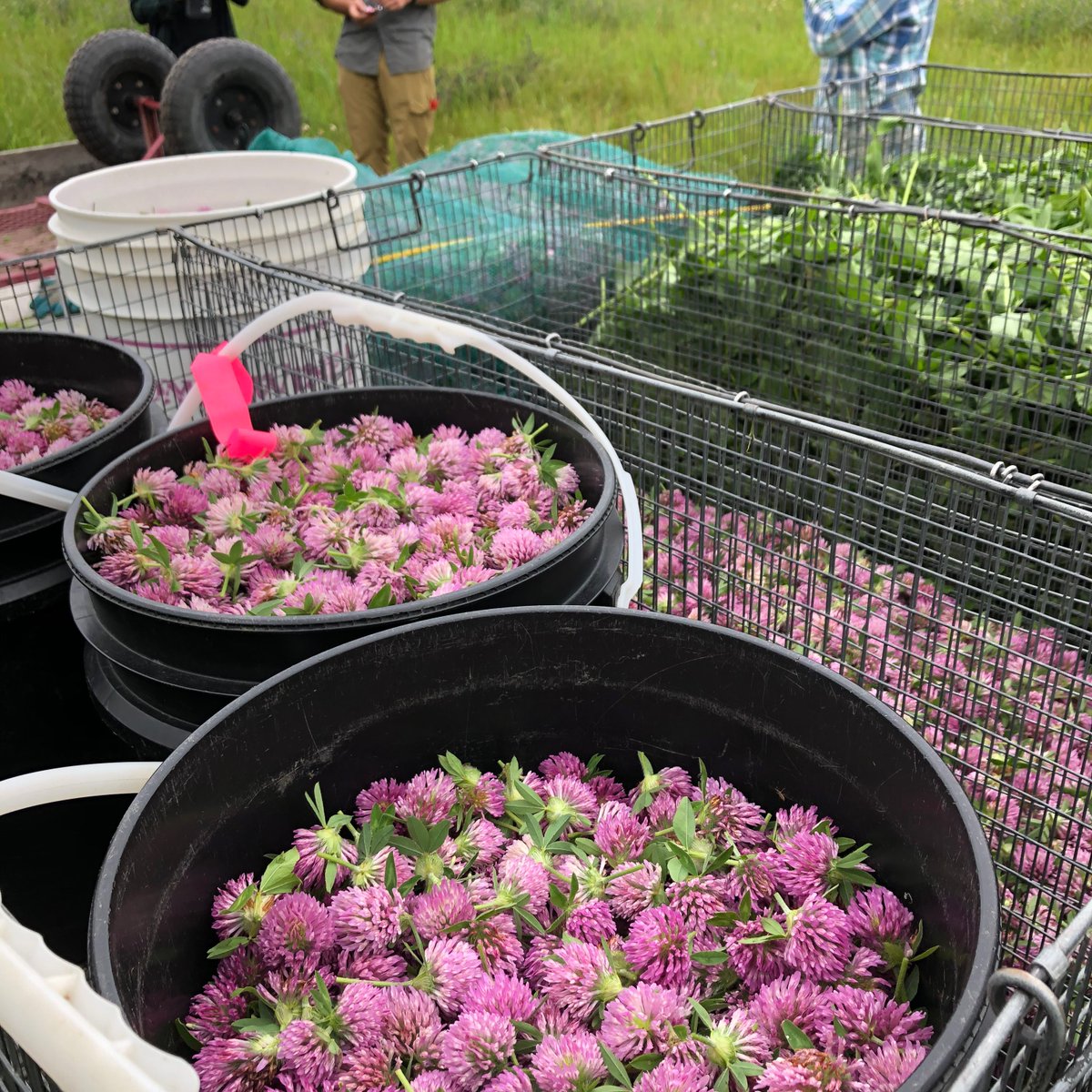 ChickadeeFarmHe's tweet photo. Some help has arrived a a good haul of red clover and mint (spearmint) was taken in today.  Thank you volunteers.  We are still open to people helping the last week of July &amp; in September. 
#redclover #spearmint #wwoofing #volunteersmakeithappen #organicfarming #organicherbs https://t.co/oqK8RQukOk