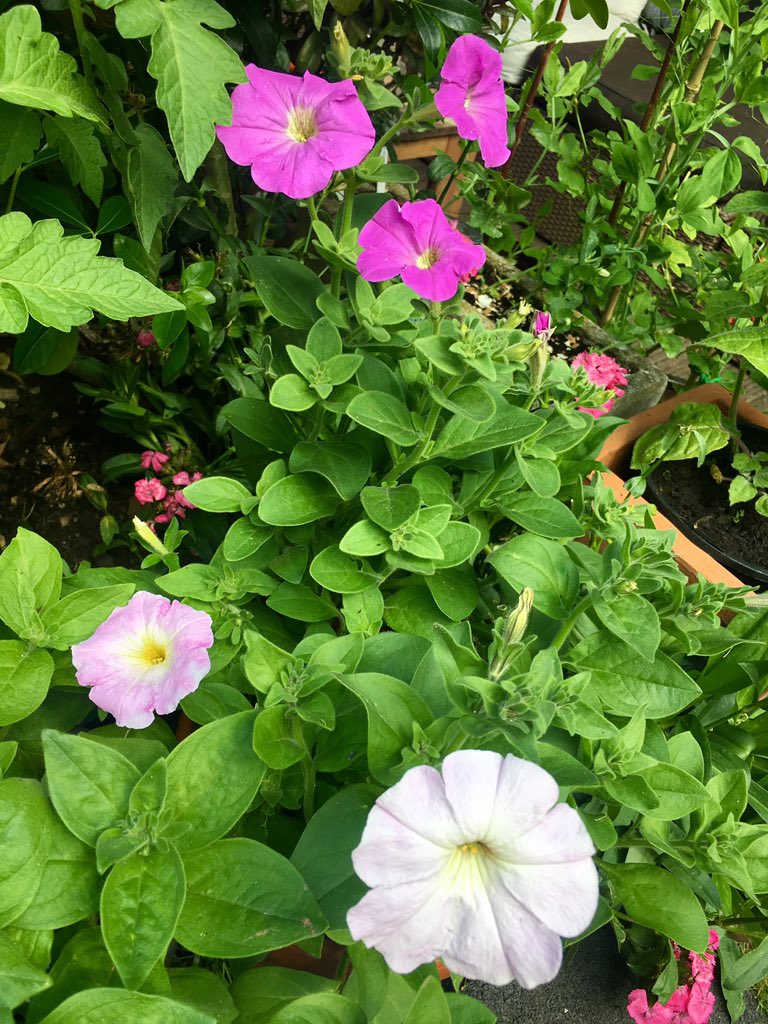 I've never grown any flowers before, so I'm very proud of these petunias. Grown from seeds I sowed myself, then demolished 6 weeks ago by slugs, yet amazingly recovering to this, now. They're so pretty, I love the colours, and they give me such joy every time I look at them. 