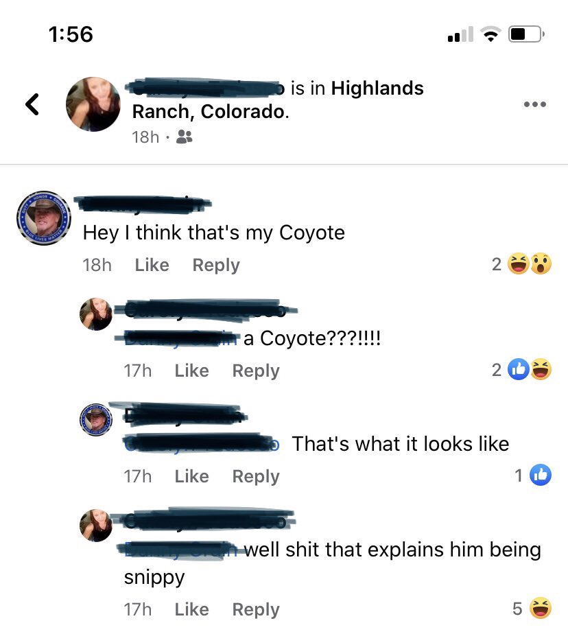 dbrannonx's tweet photo. a woman my mom is friends with on facebook picked up a cayote on the side of the road thinking it was someone’s lost dog.......... i have so many..... questions https://t.co/AC2Tg4Sz1T