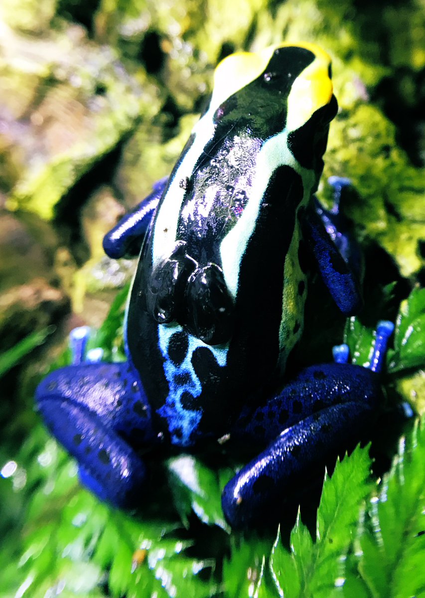 Okay here’s dad. Those two black/grey lumps on his back are tadpoles, their heads are pointing up and their tales curl to the right. I put a dish with some water and plant debris in the tank, that’s evidently what he was looking for