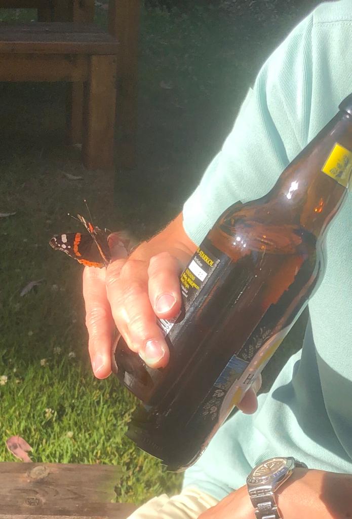 Evening sun, Herm Gold perfectly chilled, and the Rocquettes provides friendly butterflies to accompany pre prandials. #staycationguernsey