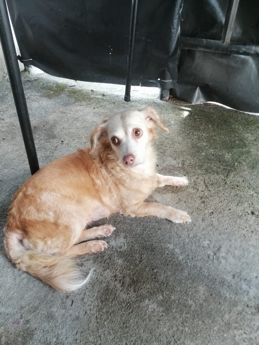 ChikiFty's tweet photo. @lexpineda @noticias4vision Ella son las consentidas de la casa Cookie y Osita 🥰🥰🥰 https://t.co/n4dQQlI549