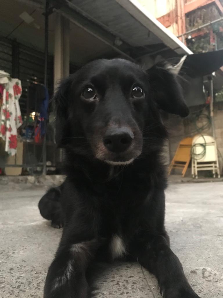 ChikiFty's tweet photo. @lexpineda @noticias4vision Ella son las consentidas de la casa Cookie y Osita 🥰🥰🥰 https://t.co/n4dQQlI549