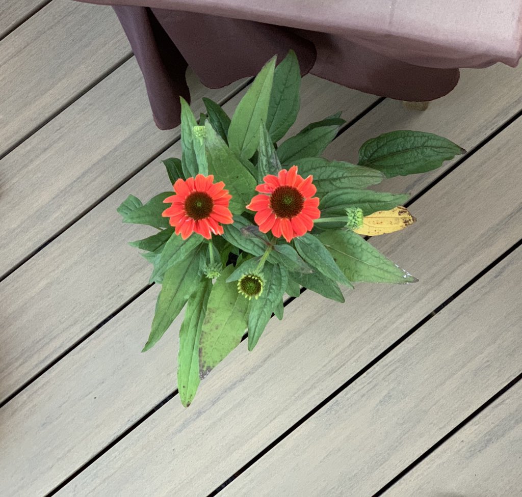Denise13F's tweet photo. We named our coneflower Animal. Animal has something to say to the world. #BeYou #ChooseKindness
#SayGoodMorning
#Gratitude #Therapy
#MindfullnessActivity #Mentalhealth #MentalHealthDuringCOVID19 #pandemic #photography #PhotoOfTheDay #PhotosOfMyLife #iAm❤️ #TwitterFriends https://t.co/VZbm45ZQ1F