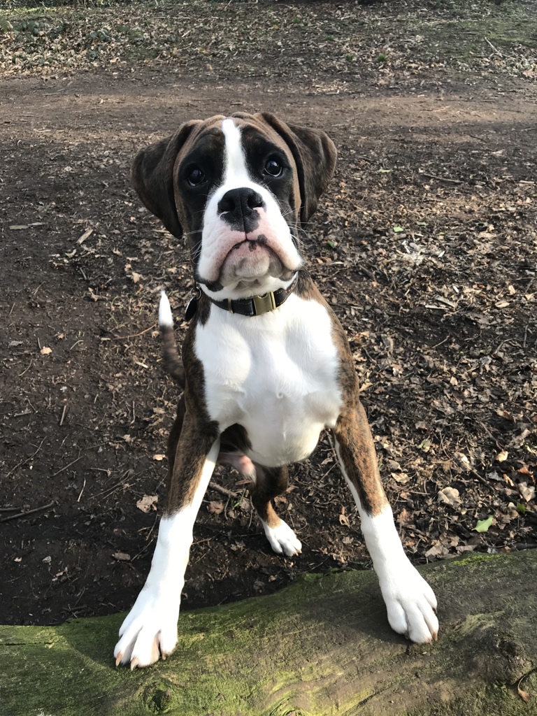 kevinhenney's tweet photo. @MorningBrew Bob, he is 3. https://t.co/23sQo5OnRS