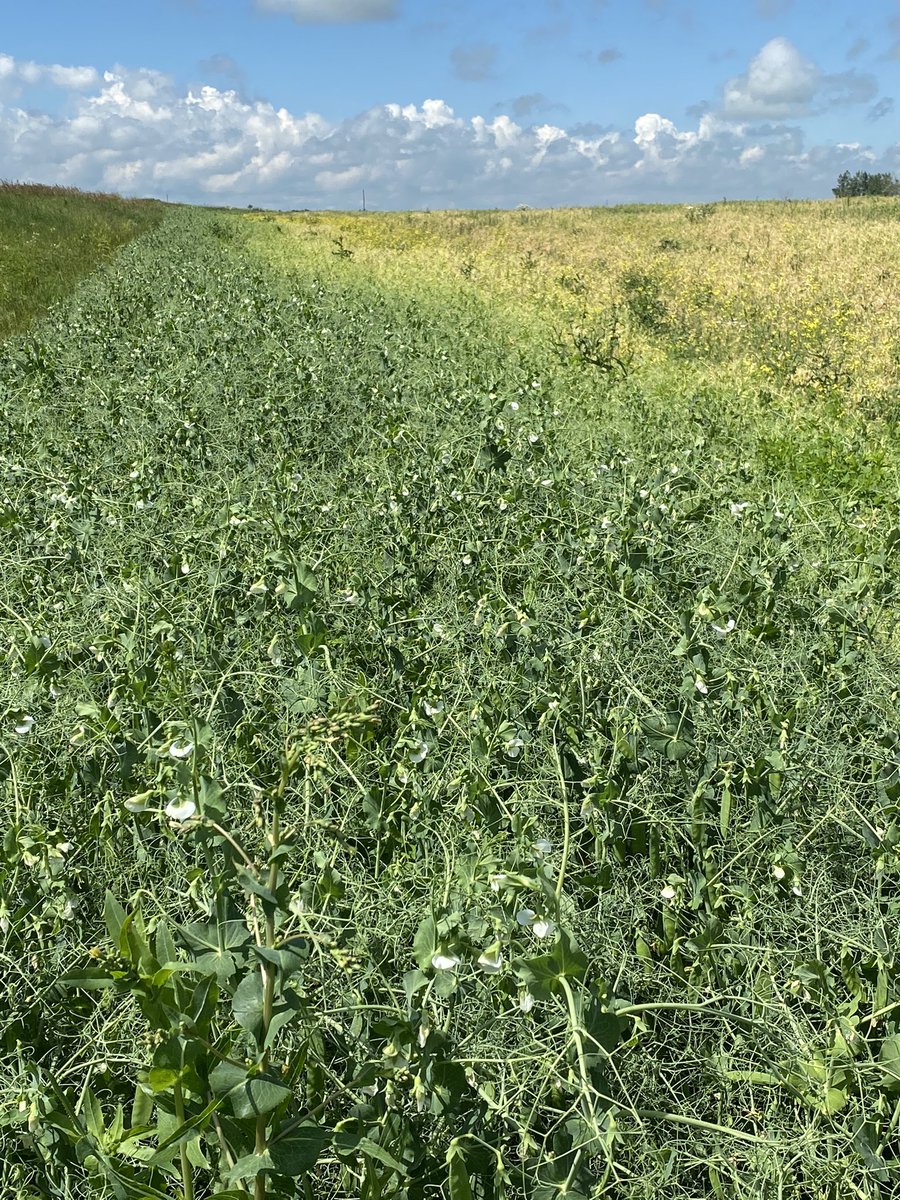 vrp_vision's tweet photo. Fusarium/Aphanomyces destroying an entire field of peas. The first five feet from the field edge look incredible. Any good explanations?  Not topography related. 🤷‍♂️ https://t.co/a2fI20Uqvv