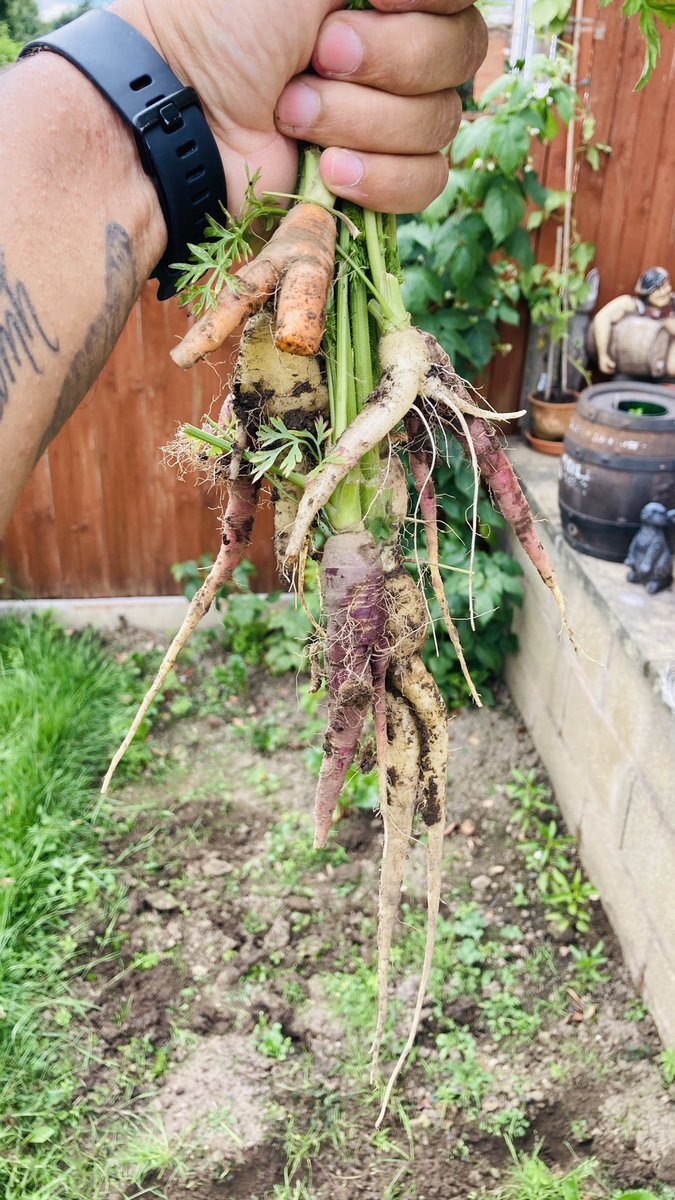 jason_mccrellis's tweet image. Carrots and beetroot from to garden. All on tonight’s bbq with the meats seasoned with @essentialcuisin street food range 😋👌🏾