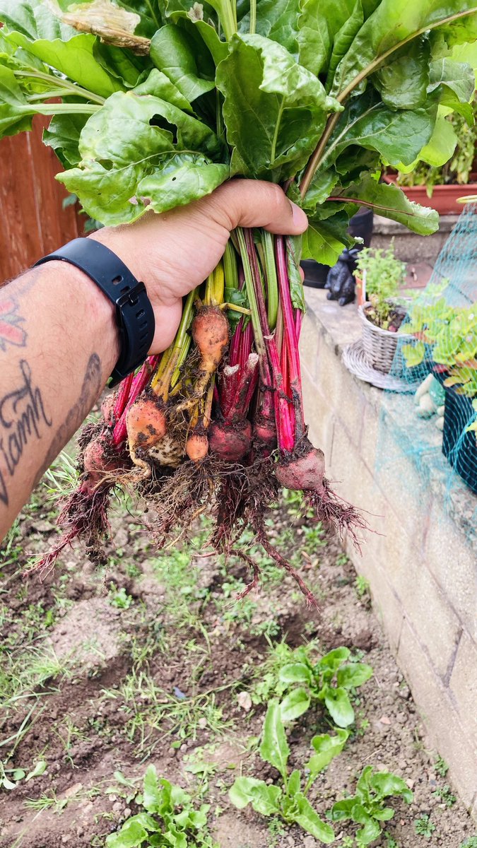 jason_mccrellis's tweet image. Carrots and beetroot from to garden. All on tonight’s bbq with the meats seasoned with @essentialcuisin street food range 😋👌🏾