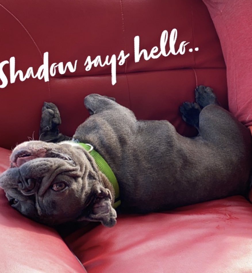 Please read and share! 🙏 I beg you.. our Shadow needs help! I’m embarrassed and have been putting it off in hopes of my Pure Romance or Vasayo picking up but he needs help Now! Thank you so much in advance! ❤️ 

gf.me/u/yhd8wh