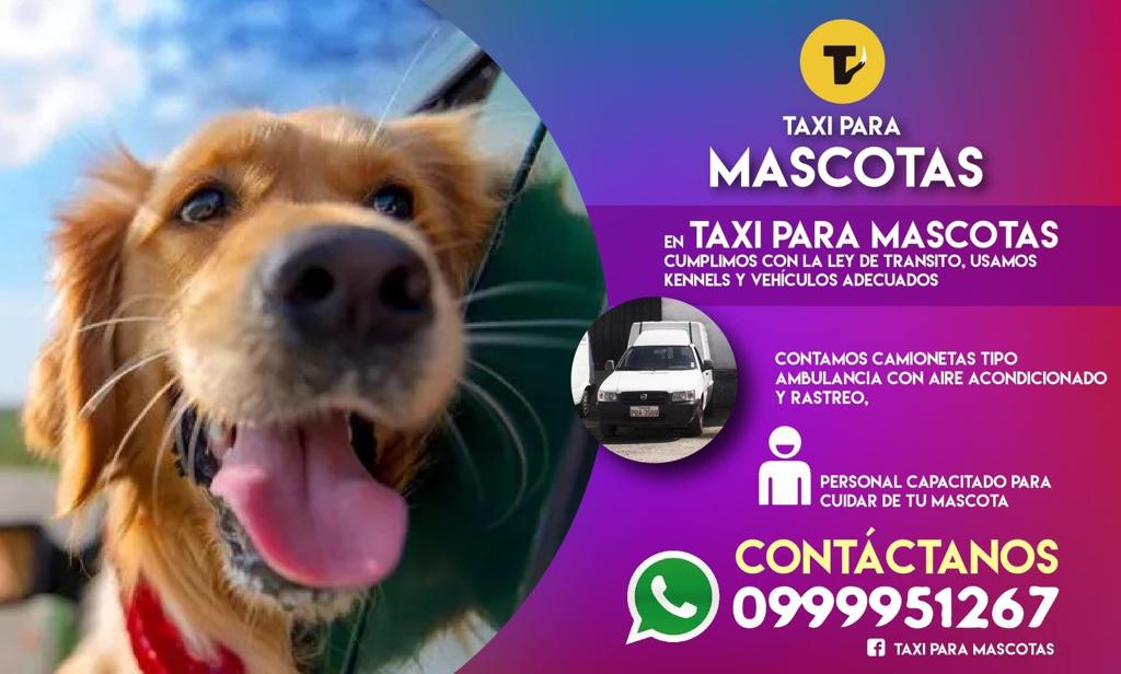 DesdeCeroMP's tweet photo. Dr. Diego Pazmiño es propietario de Taxi para mascotas, negocio que lleva 7 años transportando perros y gatos en la ciudad de #Quito. Cuentan con 2 ambulancias y jaulas de transporte apropiado para su movilización segura.
 
📻 Escúchanos en la 105.3FM y en https://t.co/NPa2yU8V57 https://t.co/lQiqoyFWp1