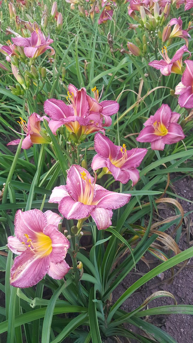 BylinySwierk's tweet photo. #Hemerocallis #Bałtyk. Pięknie #pachnąca 🇵🇱 odmiana #Liliowca. #Szkółka #Bylin #Dobromierz #POLSKA. Tu się rodzą #Zielone #miasta https://t.co/cGCtcFCAd0