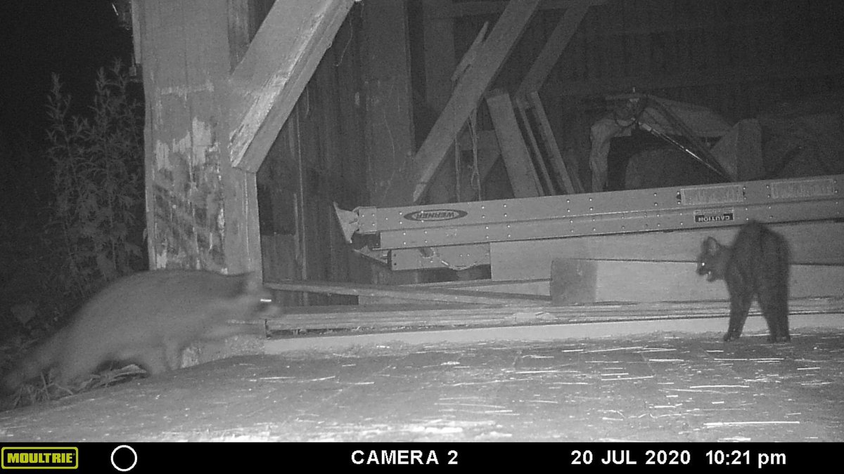 MrsNies's tweet photo. We have been having issues in the barn so we set up a gamecam. This morning we found this picture of Snowball Kitten. I give her credit that girl has some guts!!!! https://t.co/Lxkact17Sm