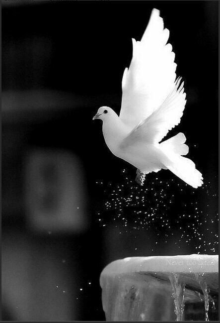 Teach your sons to love.  
Teach women not to hurt.
Teach to always make he happy.
Teach how to hold a precious bird feather as if holding it and most importantly, open your palms and gently release them if they want to fly.
🦋❤🕊🤲❤

#pinargultekin
#siddetehayır
#NoViolence