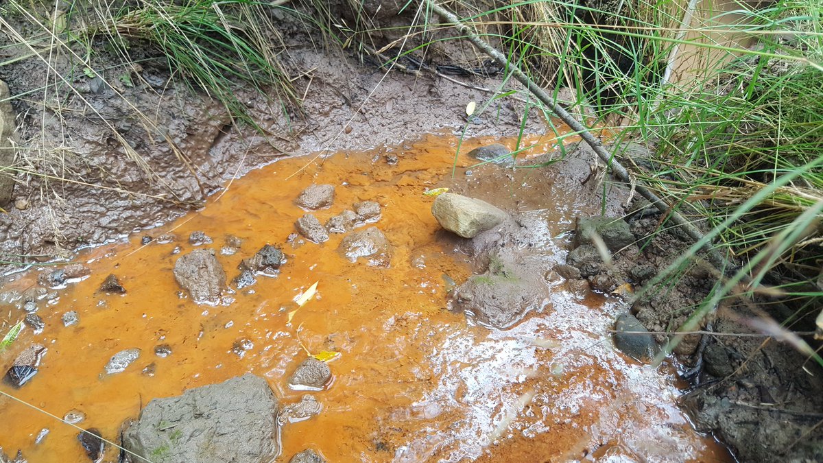 PaceBarry's tweet photo. All that glitters isn't Gold......
Some very active #IronOchre #IRBs feeding off the oxidation of iron rich soil solution #FerrousToFerric ..and by feeding I don't mean eating... β‘
The #FerricWheel π‘ keeps on turning... https://t.co/AlU3eCMNjF
