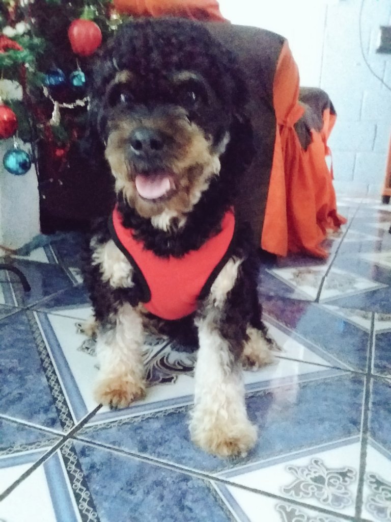 KevinAl78329559's tweet photo. Buenas tarde bendiciones saludo de la familia Hernández Palacios y la mi mascota luki #N4V https://t.co/IcSdp3ft2m