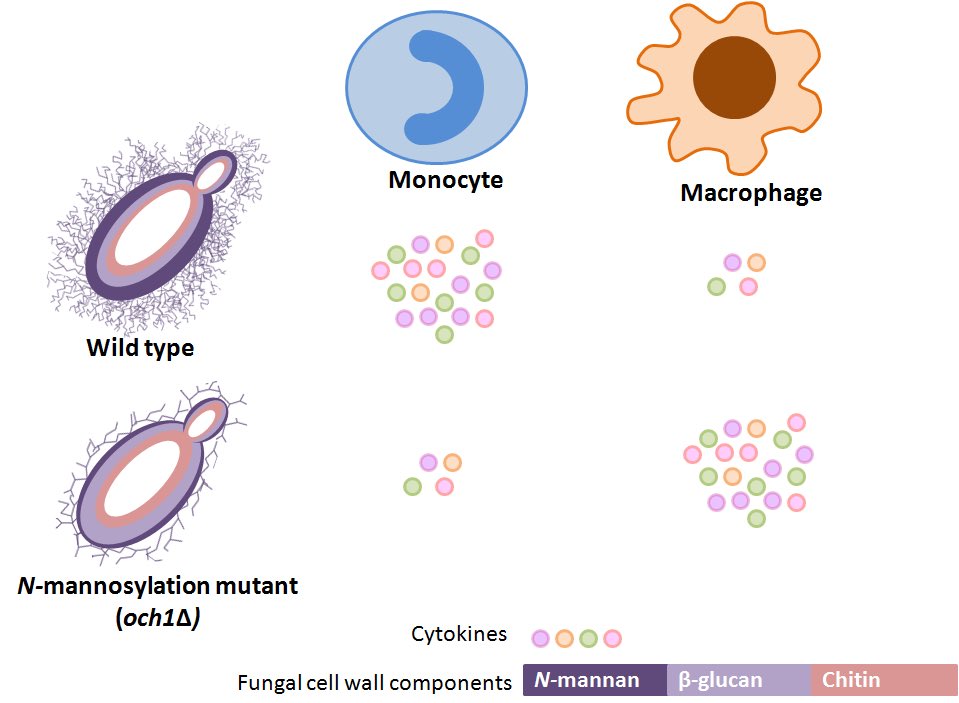 Neil Gow (@neil_gow) on Twitter photo Mystery solved. How can fungal cell wall Mannan act both as an immune stimulus as well as a immune shield? Find out in our latest publication in The Cell Surface. authors.elsevier.com/sd/article/S24… @BSMM_Junior <a href="/ISHAM_Mycology/">ISHAM</a> <a href="/ecmm/">Marcos vargas</a> <a href="/TheCellSurface/">The Cell Surface</a> <a href="/UoEBiosciences/">Exeter Biosciences</a> Mystery solved. How can fungal cell wall Mannan act both as an immune stimulus as well as a immune shield? Find out in our latest publication in The Cell Surface. authors.elsevier.com/sd/article/S24… @BSMM_Junior <a href="/ISHAM_Mycology/">ISHAM</a> <a href="/ecmm/">Marcos vargas</a> <a href="/TheCellSurface/">The Cell Surface</a> <a href="/UoEBiosciences/">Exeter Biosciences</a>