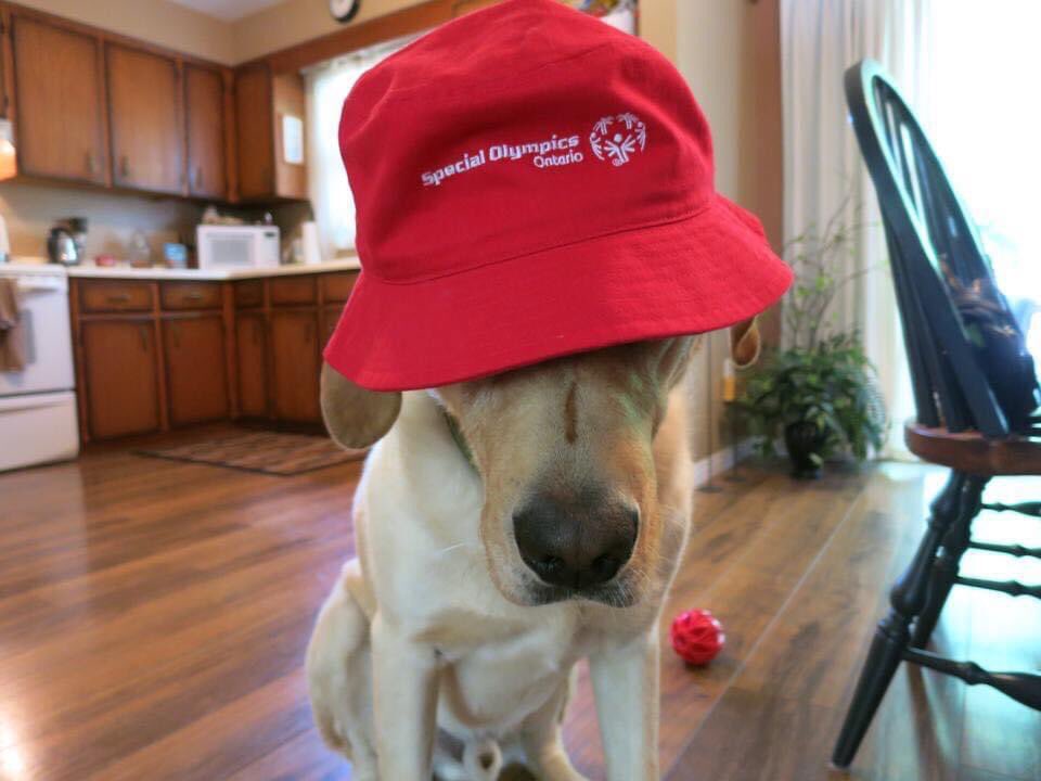 SOOCambridge's tweet photo. Fans everywhere are excited for the celebrations to begin! ❤️🐾 @SOOntario @WRPSToday https://t.co/o24l2TxbZi