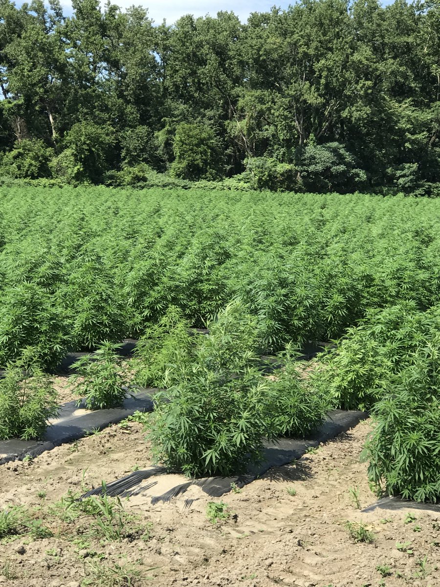 BJ_Roche's tweet photo. Pot plants nearly as high as the corn #inthe413 https://t.co/wakuQEutgG