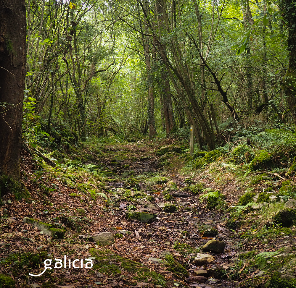 El municipio de Trabada destaca por sus abundantes rutas de senderismo que ofrecen al caminante unos maravillosos paisajes🚶 Si recorres la Ruta da Fraga da Becerreira podrás visitar un impresionante bosque en el que abundan los robles 🌳 #GaliciaVolve #Sentidiño #Trabada