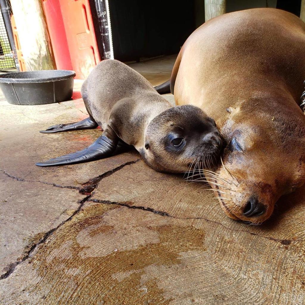 EatnPark's tweet photo. GIVEAWAY: In honor of Smiley, the @PghZoo's new sea lion pup, we’re giving away 4 tickets to the Pittsburgh Zoo to one lucky Eat’n Park fan! RT by 3PM on July 23 to enter! https://t.co/4ahXT1aLIz