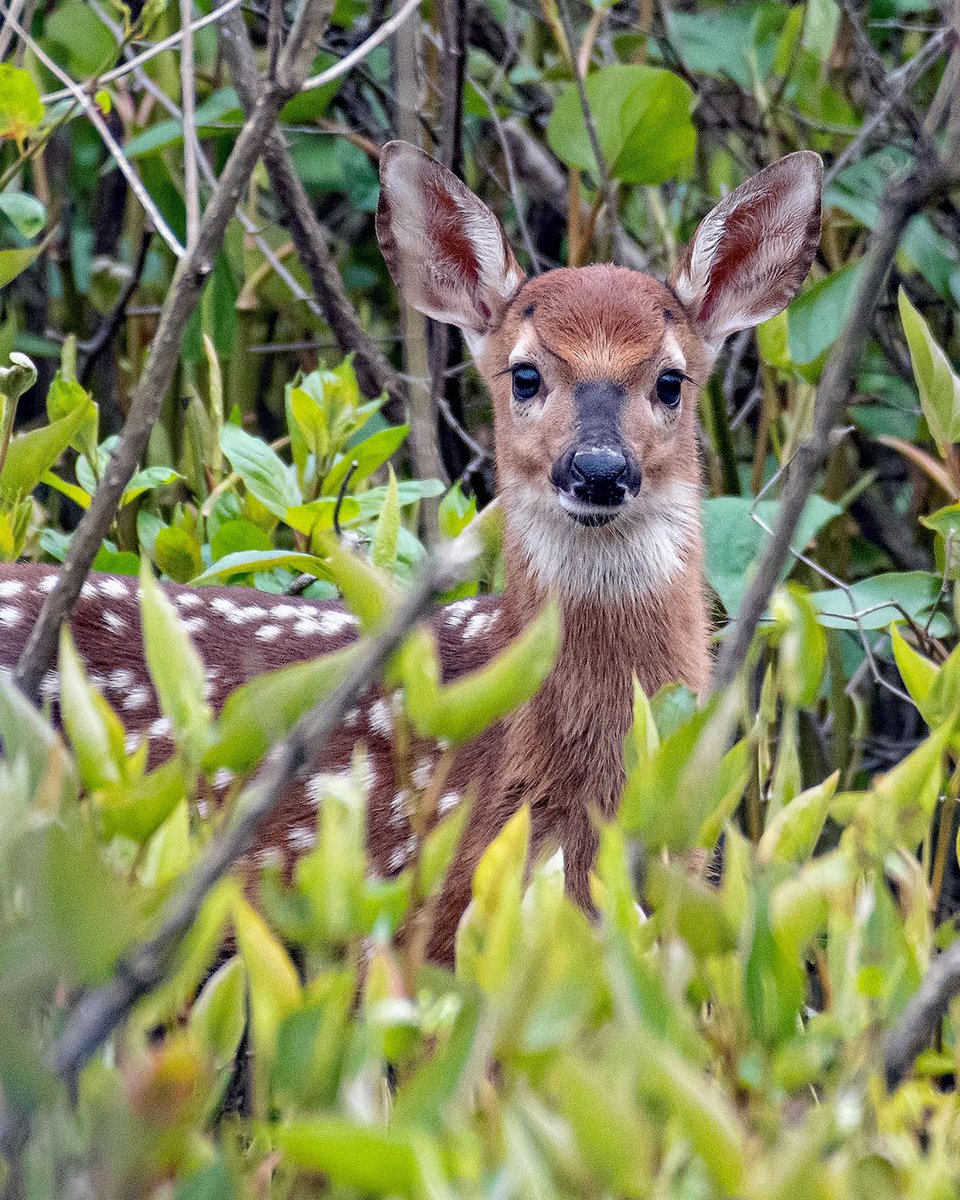 The Huntley Meadows Park Visitor Center parking lot and entrance road will be closed for road work on Thursday, July 23. Trails will remain open that day. The road will close before sunrise on Thursday and will reopen on Friday at sunrise. bit.ly/2PThPR6
📷: Jane Gamble