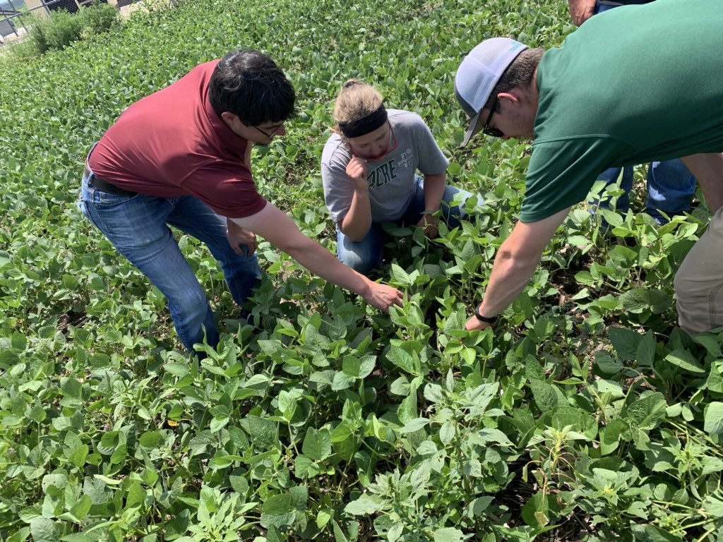 FVCKevinStewart's tweet photo. FVC doing an in field training for fungicide and insects. @FVCJJohnson @1sauderben https://t.co/u517fKlsFy