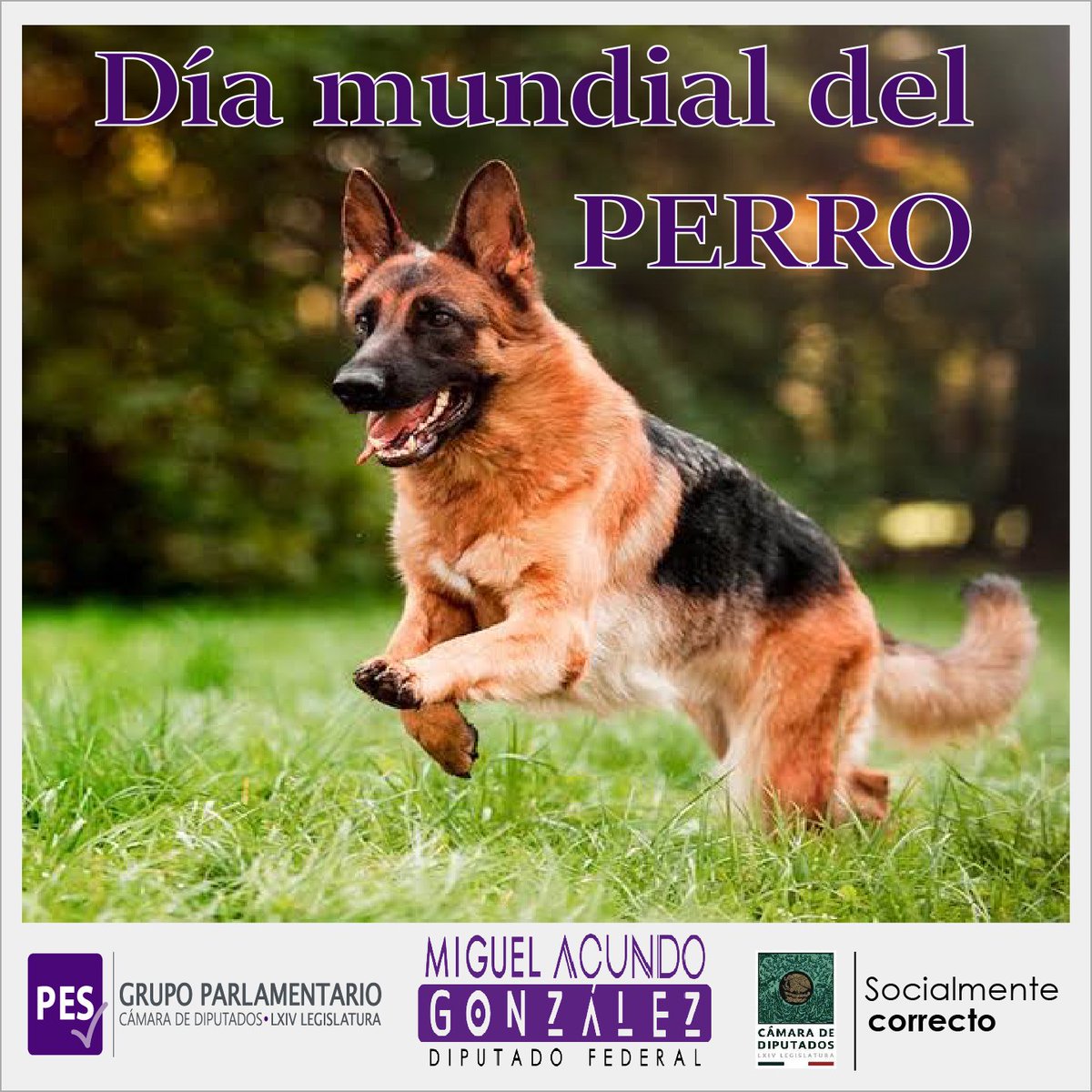 MiguelAcundo's tweet photo. Destaquemos en el #DíaMundialDelPerro a estos maravillosos seres que nos acompañan y nos protegen, recuerda que al esterilizarlos evitamos que estos sean maltratados en las calles y caigan en el abandono. Esto es realizar lo #SocialmenteCorrecto por ellos.
#AcundoContigo https://t.co/jlE8ijQBsJ