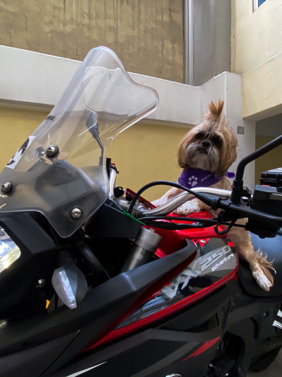 ItalikaOficial's tweet photo. Piloto, 😎🏍
Abrimos hilo para que compartas una fotografía de tu mejor amigo, copiloto, y compañero de aventuras ❤️🐶 #DíaMundialDelPerro 

#ITALIKA #ElMotorDeTuVida
#DiaDelPerro https://t.co/skFgrhyjvk