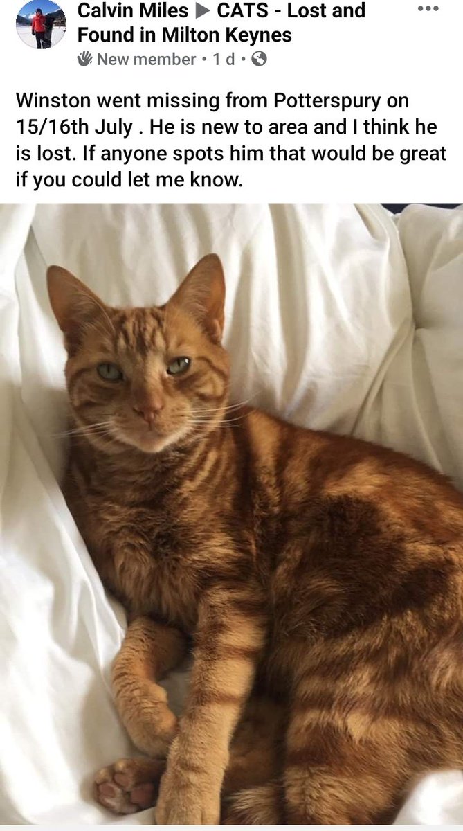 Winston missing from Potterspury BUCKINGHAMSHIRE on 15/16th July new to area and I think he is lost. <a href="/CatsMissing/">MissingCatsUK</a> <a href="/CatsProtection/">Cats Protection</a> <a href="/pettheftaware/">Pet Theft Awareness</a> <a href="/DogslostUK/">DogsLost</a> <a href="/Catlost_/">Catlost.com</a> <a href="/RSPCA_Frontline/">RSPCA Frontline</a>
