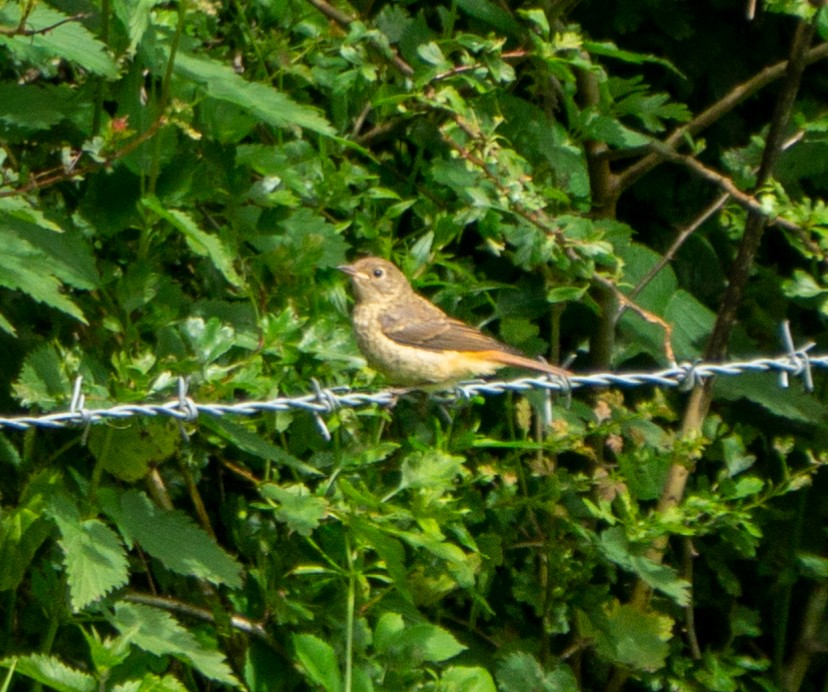 LiquidSun15's tweet photo. Can anybody help ID these...possibly a type of pipit? 🤔  #TwitterNatureCommunity https://t.co/BsbrtNlnx0