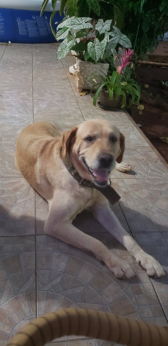 VBritezR's tweet photo. @Santula Les presento a Odi... https://t.co/kQ1m03JKmE