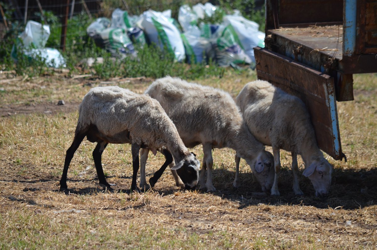 Kat_Bish's tweet photo. @FlintDibble And just some hungry sheep (3 of 3) #Greeksheep https://t.co/cUfN2pdeqZ